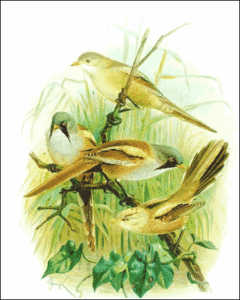 bearded tit reedling free clipart