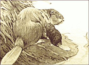 beaver and baby free clipart