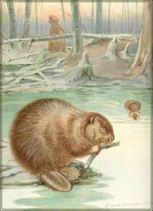 beaver branch free clipart