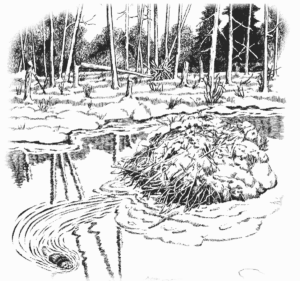 beaver dam coloring page free clipart