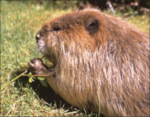 beaver free clipart