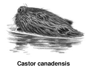 beaver latin free clipart
