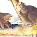 beaver north american beaver audubon free clipart