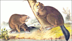 beaver north american beaver audubon free clipart