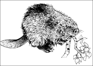 beaver with branch bw free clipart