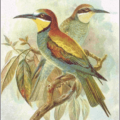 bee eater free clipart