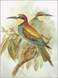 bee eater free clipart