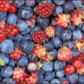 berries alaska wild berries free clipart