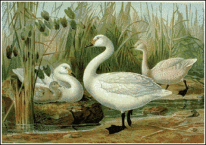 bewicks swan free clipart