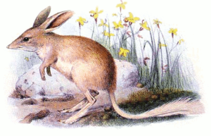 bilby lesser bilby free clipart