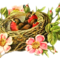 bird nest free clipart