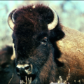 bison animal free clipart