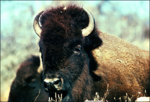 bison animal free clipart