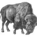 bison bw free clipart