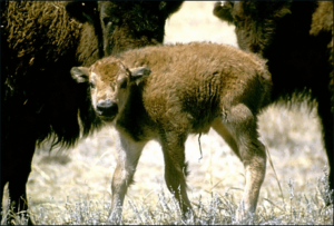 bison calf free clipart
