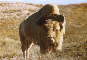 bison free clipart