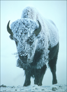 bison in storm free clipart