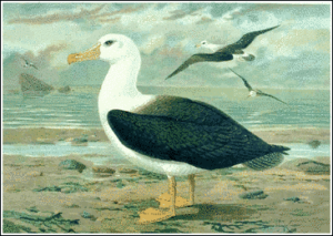 black browed albatross free clipart