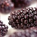 black butte blackberry free clipart