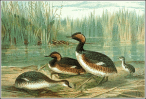 black necked grebe free clipart