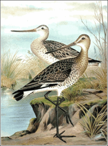 black tailed godwit free clipart