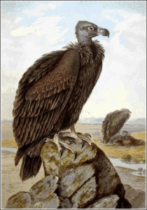 black vulture free clipart