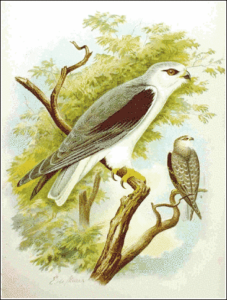 black winged kite free clipart