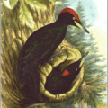 black woodpecker free clipart