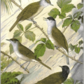 blackcap free clipart