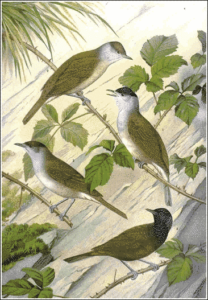 blackcap free clipart