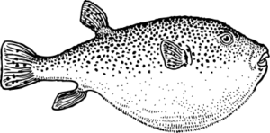 blowfish free clipart