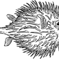 blowfish free clipart