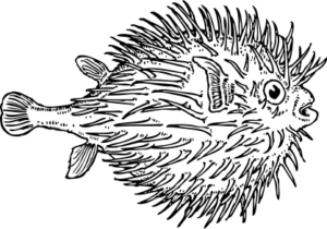blowfish free clipart