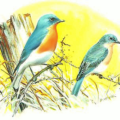 blue birds free clipart