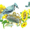 blue jay free clipart