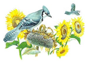 blue jay free clipart