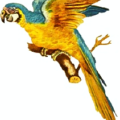 blue macaw free clipart