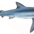 blue shark free clipart