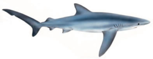blue shark prionace glauca free clipart