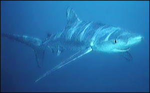 blue shark under water free clipart
