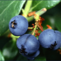 blueberries on plant free clipart