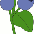 blueberry on stem free clipart