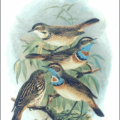 bluethroat free clipart