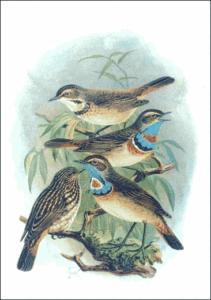 bluethroat free clipart