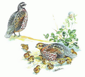 bobwhite free clipart