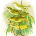 bonellis warbler free clipart