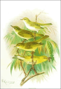 bonellis warbler free clipart