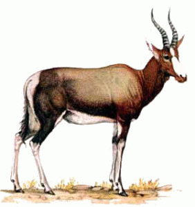bontebok free clipart