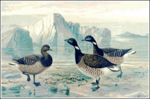 brent goose free clipart