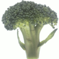 broccoli stem free clipart